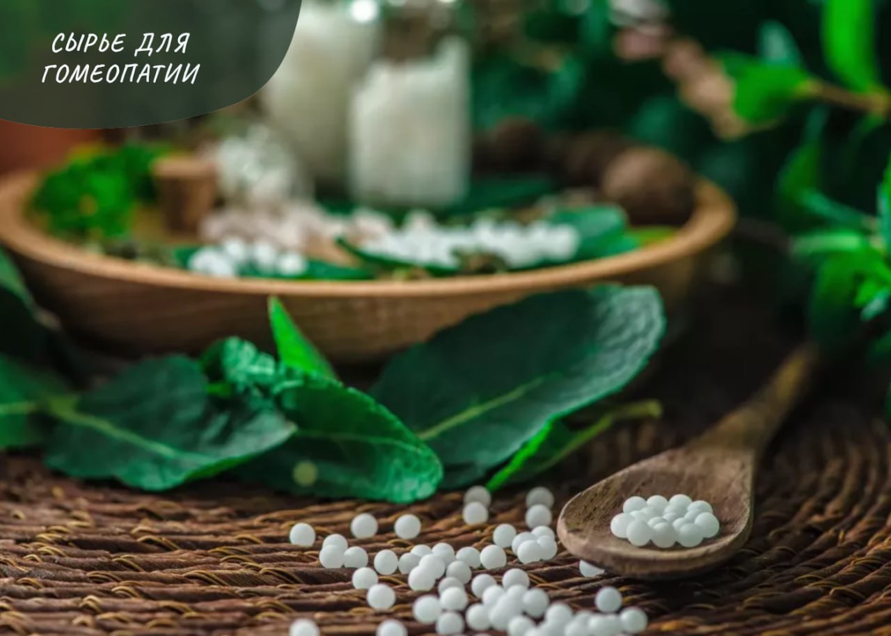 СЫРЬЕ ДЛЯ ГОМЕОПАТИИ: АКОНИТ СЫРЬЕ ДЛЯ ГОМЕОПАТИИ: АКОНИТ