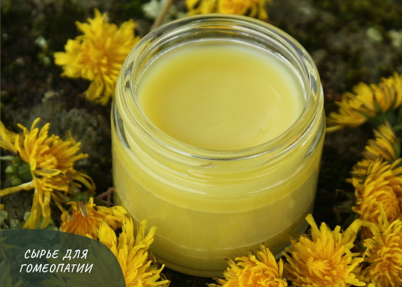 И ЕЩЕ РАЗ О TARAXACUM OFFICINALE И ЕЩЕ РАЗ О TARAXACUM OFFICINALE