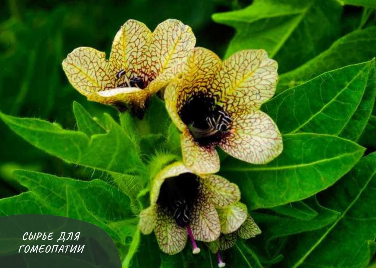 СЫРЬЕ ДЛЯ ГОМЕОПАТИИ: ГИОСЦИАМУС СЫРЬЕ ДЛЯ ГОМЕОПАТИИ: ГИОСЦИАМУС