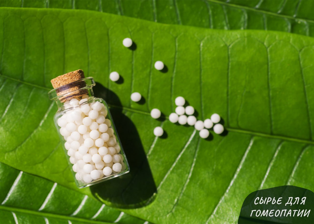 СЫРЬЕ ДЛЯ ГОМЕОПАТИИ: КАЛОФИЛЛУМ СЫРЬЕ ДЛЯ ГОМЕОПАТИИ: КАЛОФИЛЛУМ