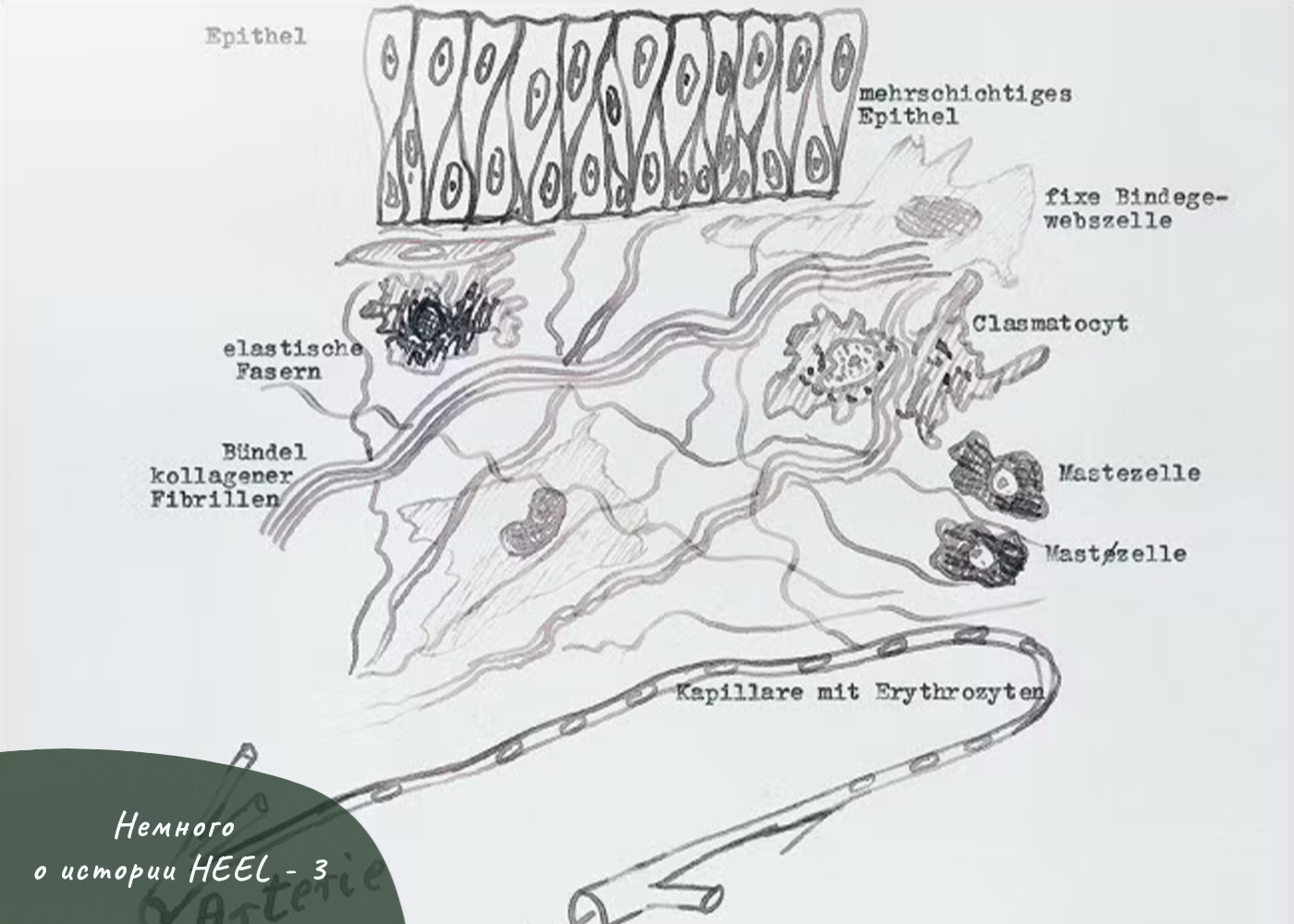 НЕМНОГО ОБ ИСТОРИИ HEEL - 3 ЧАСТЬ НЕМНОГО ОБ ИСТОРИИ HEEL - 3 ЧАСТЬ