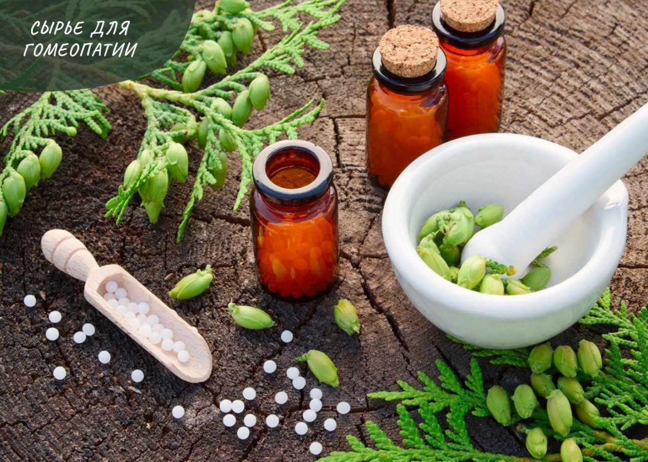 СЫРЬЕ ДЛЯ ГОМЕОПАТИИ: ИПЕКАКУАНА СЫРЬЕ ДЛЯ ГОМЕОПАТИИ: ИПЕКАКУАНА