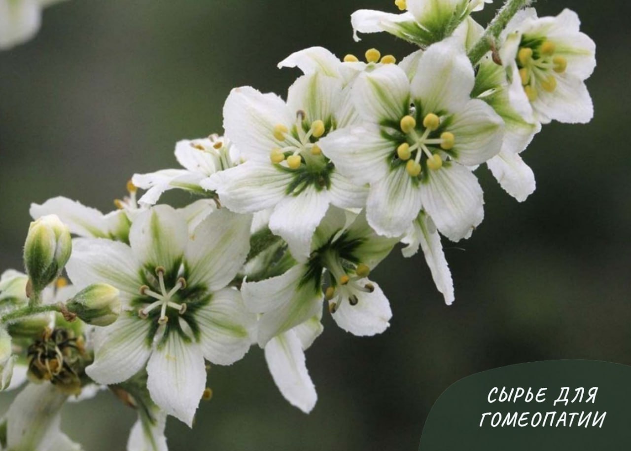 СЫРЬЕ ДЛЯ ГОМЕОПАТИИ: ВЕРАТРУМ АЛЬБУМ СЫРЬЕ ДЛЯ ГОМЕОПАТИИ: ВЕРАТРУМ АЛЬБУМ
