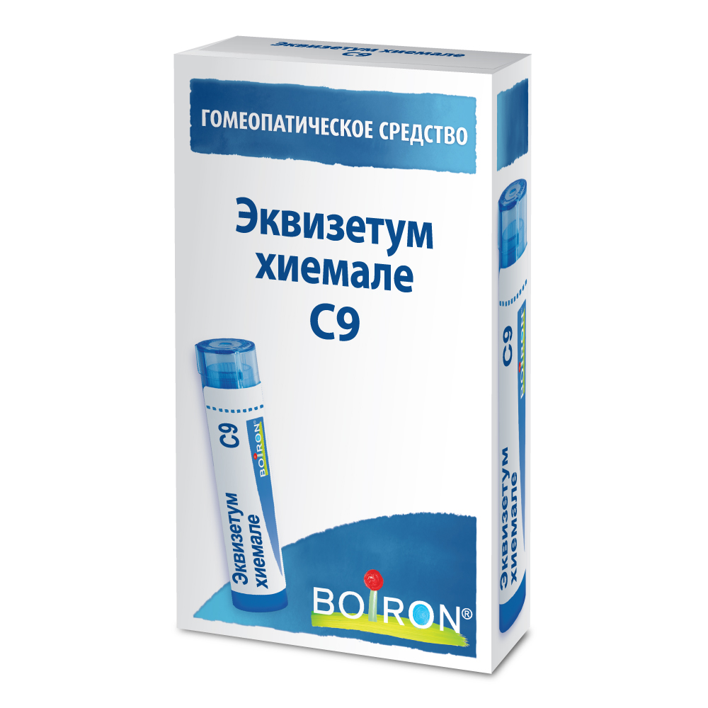 Эквизетум хиемале (Equisetum hiemale) C9 Буарон