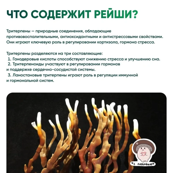 Картинка рейши (ganoderma multipileum) в капсулах микофарм от интернет-аптеки mosgomeopat.ru