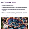 Картинка траметес разноцветный (trametes versicolor) в капсулах микофарм от интернет-аптеки mosgomeopat.ru