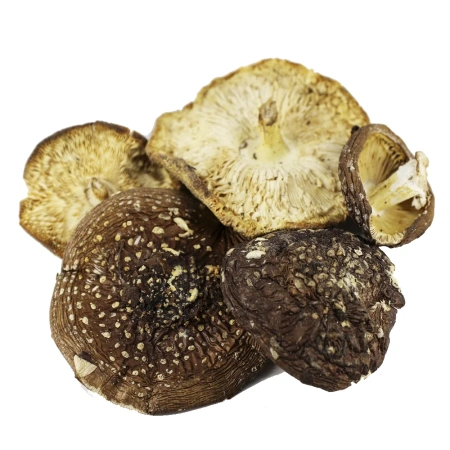 Картинка мухоморный микродозинг™ darkmicro™ фангилайн от интернет-аптеки mosgomeopat.ru