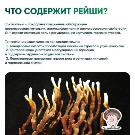 Картинка рейши (ganoderma multipileum) в порошке микофарм от интернет-аптеки mosgomeopat.ru