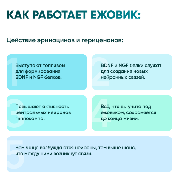 Картинка ежовик гребенчатый (hericium erinaceus) в порошке микофарм от интернет-аптеки mosgomeopat.ru