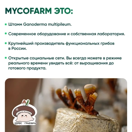 Картинка рейши (ganoderma multipileum) в капсулах микофарм от интернет-аптеки mosgomeopat.ru
